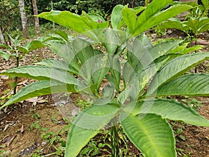 Porang plant Amorphophallus also known as konjac elephant yam konjak, Konjaku, Konnyaku Potato, devil tongue, voodoo lily photo