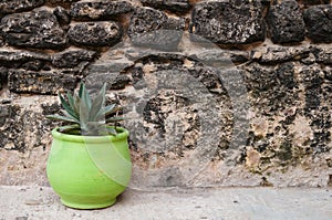 Green pot and tree at Mazagan Fortress wall, El-Jadida