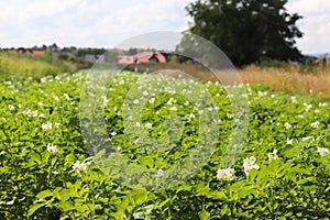 Green potato bushes blooming white on the plantation. Maturation of the future harvest. Agrarian sector of the agricultural indust