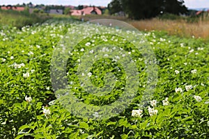 Green potato bushes blooming white on the plantation. Maturation of the future harvest. Agrarian sector of the agricultural indust photo