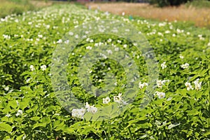 Green potato bushes blooming white on the plantation. Maturation of the future harvest. Agrarian sector of the agricultural indust