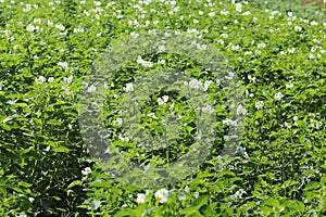 Green potato bushes blooming white on the plantation. Maturation of the future harvest. Agrarian sector of the agricultural indust photo