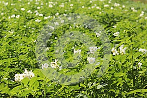 Green potato bushes blooming white on the plantation. Maturation of the future harvest. Agrarian sector of the agricultural indust