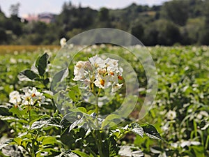 Green potato bushes blooming white on the plantation. Maturation of the future harvest. Agrarian sector of the agricultural indust photo