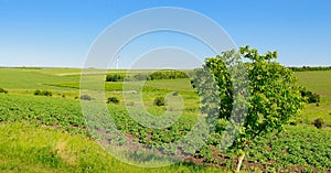 Green potato field and blue sky. Wide photo