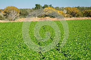 Green Potato Field. Organic cultivated.