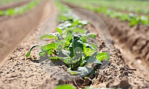 Green Potato Field. Organoc cultivated.