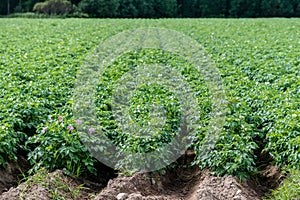 Green potato field with plants in straight rows