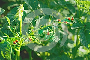 Green potato leaves eaten by orange larvae of the Colorado potato beetle