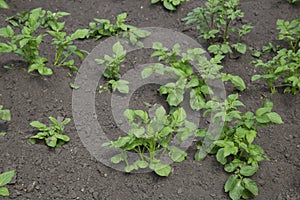 Green potato leaves on the field.Growing potatoes. Agriculture