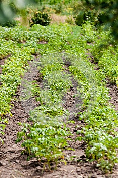 Green potato plant .