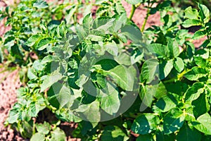 Green potato plant