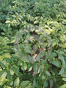 green potato plant