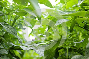 Green potato plant.