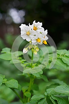 Green potato plant. Leaf of vegetable.