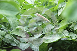 Green potato plant.