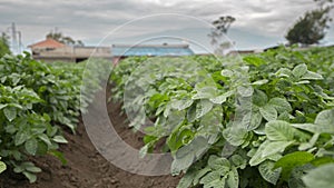 green potato plants with blurred background of planted field and small houses on a cloudy day