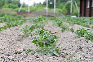 Green potato shoot on a bed in a dry gray ground