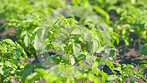 Green potatoes swaying in wind in field. Leafs of young potato. Summer sunny day. Close up.