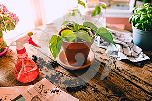 Green Potos Epipremnum aureum plant on rustic wooden table with various home gardening items and potting soil, natural light