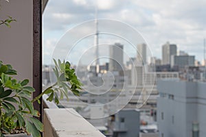 Green potted plant with blurred Tokyo cityscape on the background