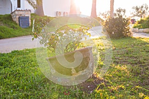 Green potted plant In the sun.