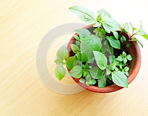 Green potted plant in sunlight