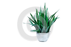 Green potted plant, trees in the cement pot isolated on white ba