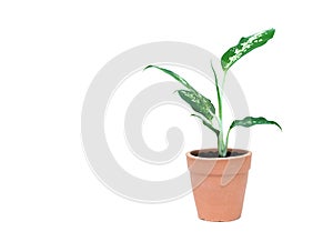 Green potted plant, trees in the cement pot isolated on white ba