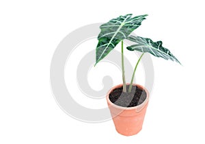 Green potted plant, trees in the cement pot isolated on white ba