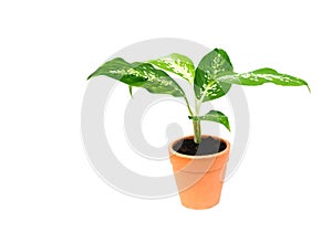 Green potted plant, trees in the cement pot isolated on white ba