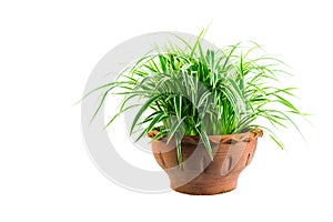 Green potted plant, trees in the cement pot isolated on white ba