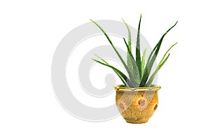 Green potted plant, trees in the cement pot isolated on white ba