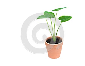 Green potted plant, trees in the cement pot isolated on white ba