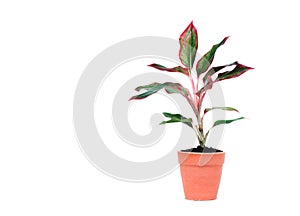 Green potted plant, trees in the cement pot isolated on white ba