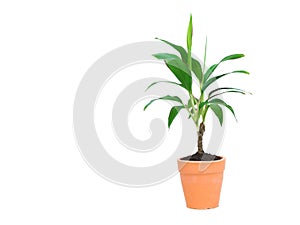 Green potted plant, trees in the cement pot isolated on white ba