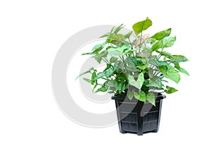 Green potted plant, trees in the coconut shell isolated on white