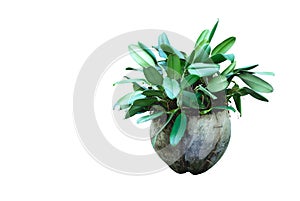 Green potted plant, trees in the coconut shell isolated on white