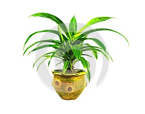 Green potted plant, trees in the coconut shell isolated on white