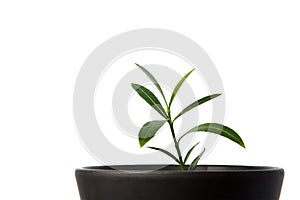 Green potted plant, trees in the pot isolated on white