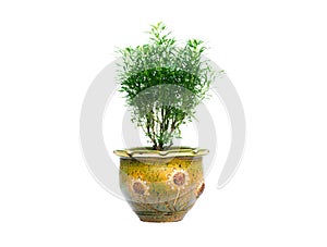 Green potted plant, trees in the pot isolated on white background.