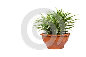 Green potted plant, trees in the pot isolated on white photo