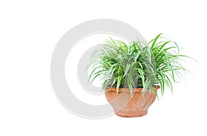 green potted plant, trees in the pot isolated on white