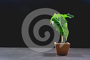 Green potted plant, trees in the pot on table