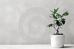 Green potted plant on a white surface against a textured grey background. Studio photography of indoor gardening. Clean