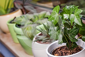 Green potted plants on a window sill