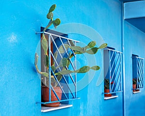 Green potted prickly pear (Opuntia) growing through a window grille on a blue facade in Thessaloniki,