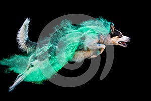 Green powder Border Collie dog jumping