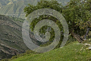 Green powerful old branching tree with lush foliage on slope of mountain in highland in sunny day. Summer mountain landscape.