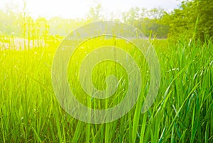 green prairie grass in light of sun